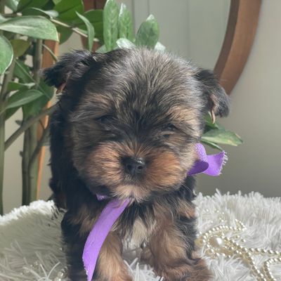 Tucker, F1 Biewer Yorkie