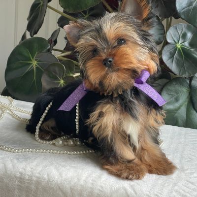 Tucker, F1 Biewer Yorkie