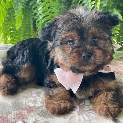 Felicity, Yorkshire Terrier