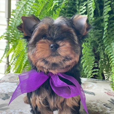 Sosha, Yorkshire Terrier