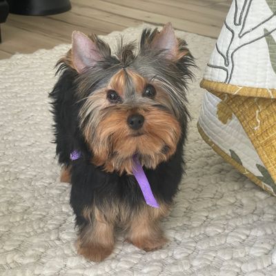 Sosha, Yorkshire Terrier