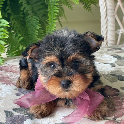 Flo, Yorkshire Terrier
