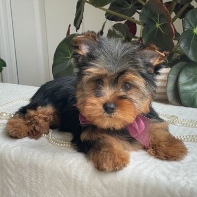 Flo, Yorkshire Terrier