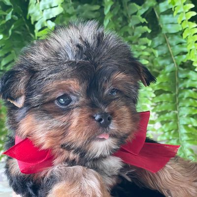 Fido, puppy