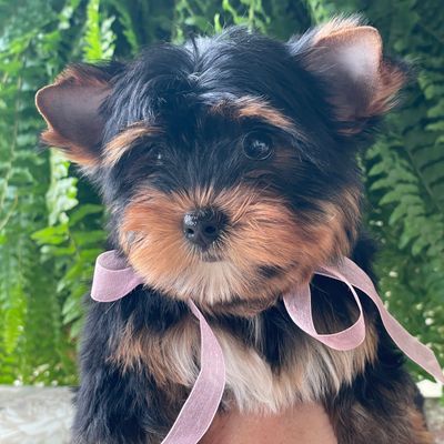 Bonnie, Yorkshire Terrier
