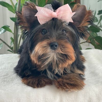 Bonnie, Yorkshire Terrier