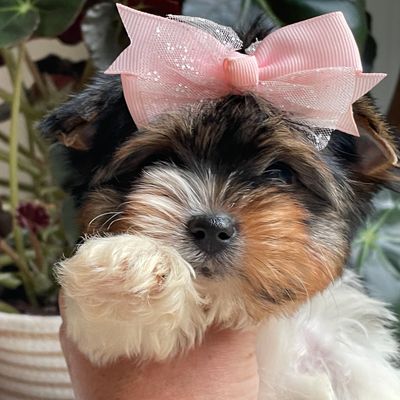 Patty, Biewer Yorkie