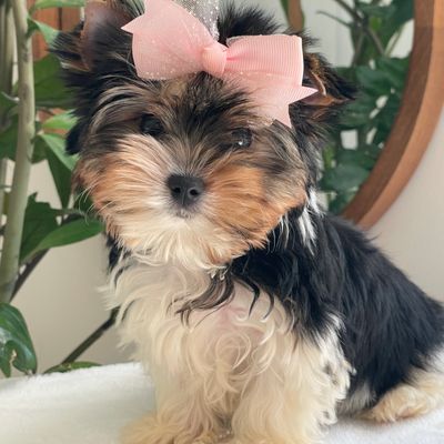 Patty, Biewer Yorkie