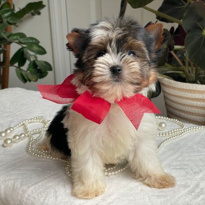 Pixel, Biewer Yorkie