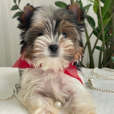 Pixel, Biewer Yorkie