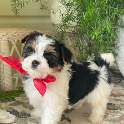 Winky, Biewer Yorkie