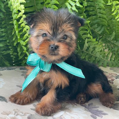 Sushi, Yorkshire Terrier