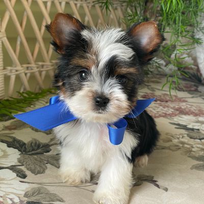 Whisper, Biewer Yorkie