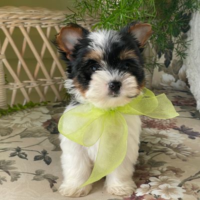 Waldo, Biewer Yorkie