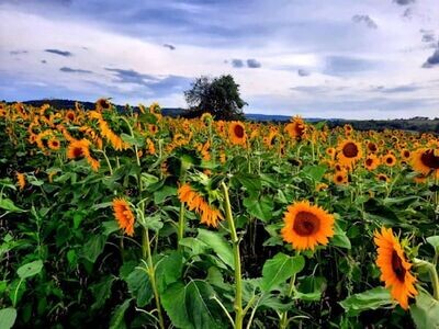 Sunflower Fields - Limited Edition