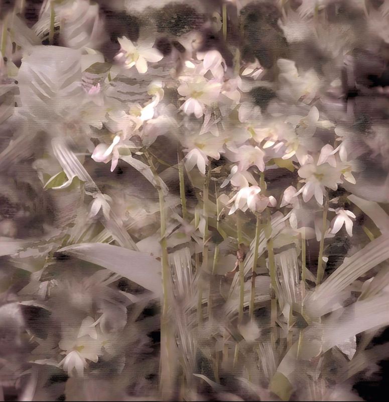 Requiem of the flowers