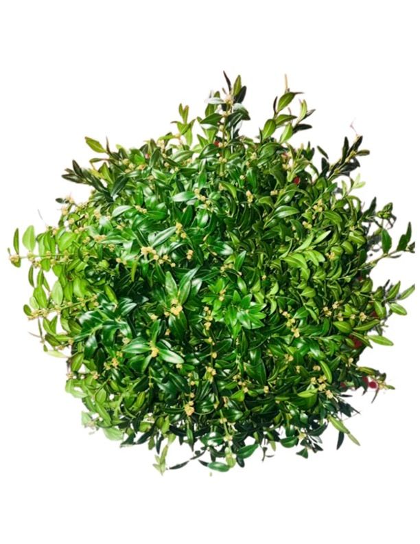 Kissing Ball