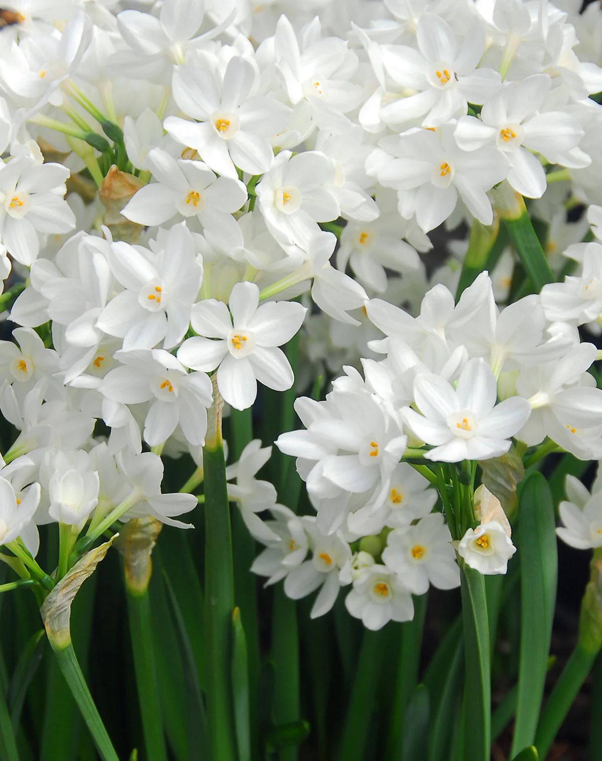 Paper White Bulbs