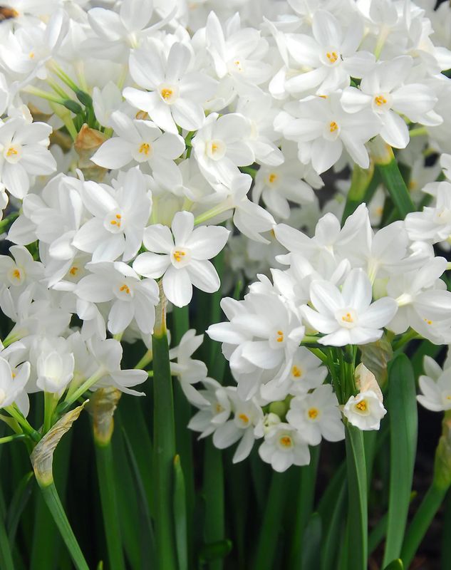 Paper White Bulbs