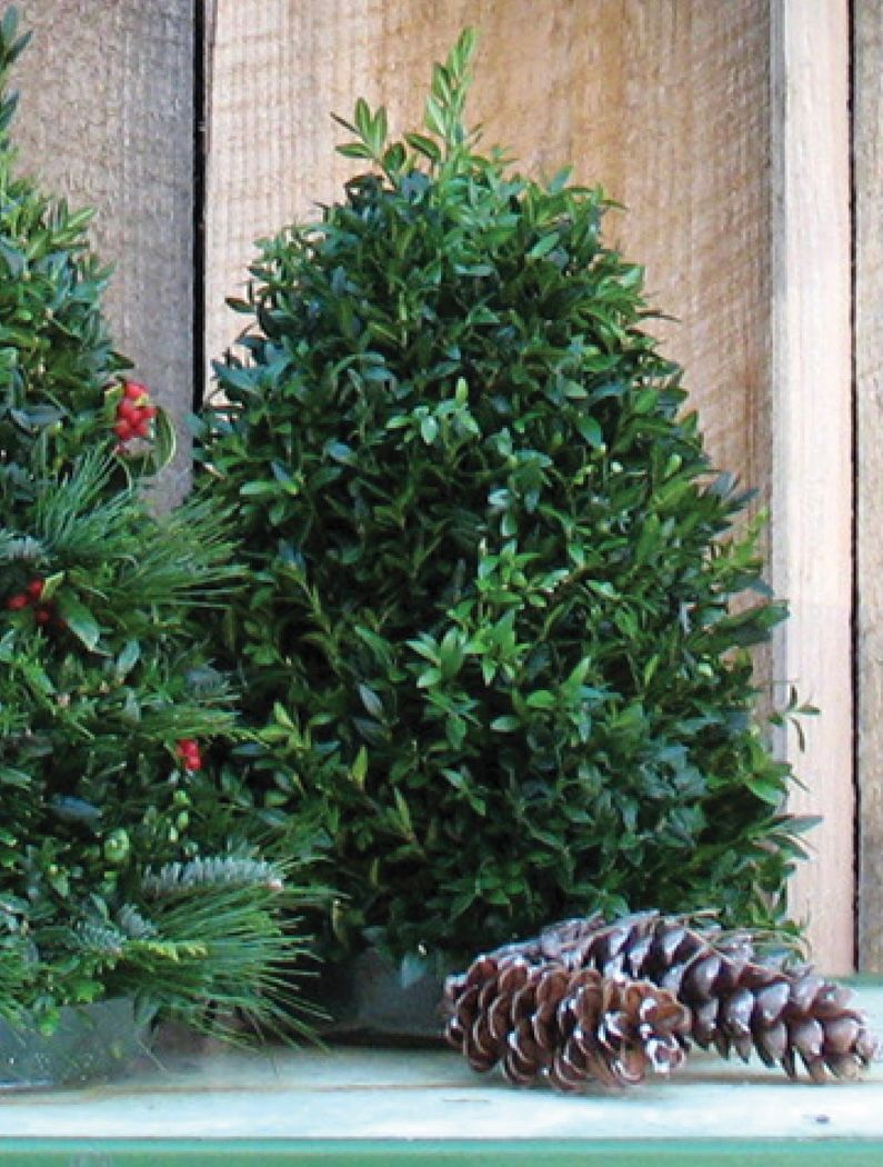 Boxwood Topiary