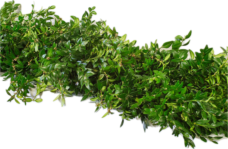 Boxwood Garland