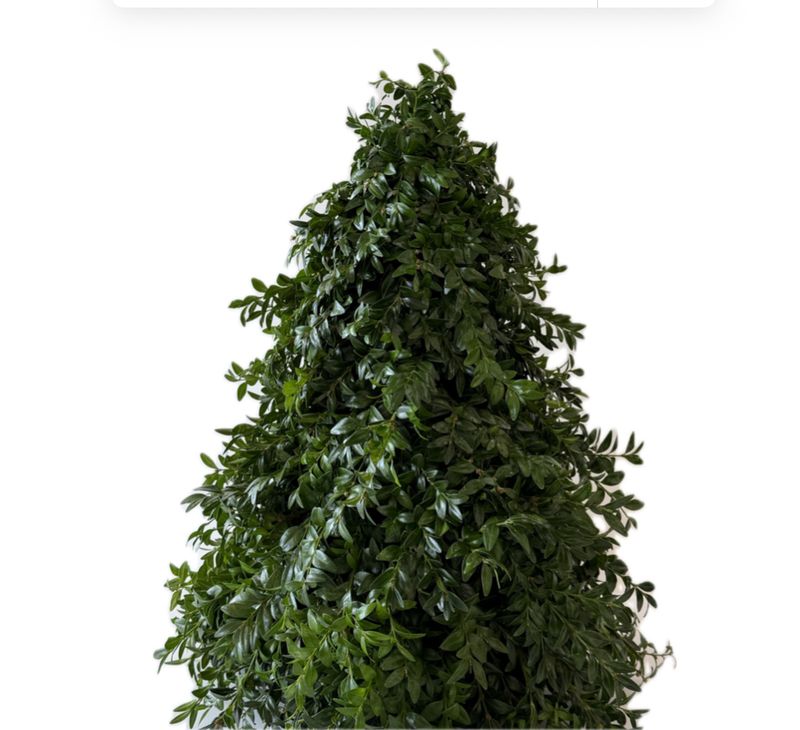 Boxwood Topiary