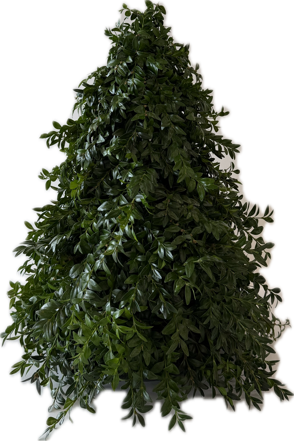 Boxwood Topiary