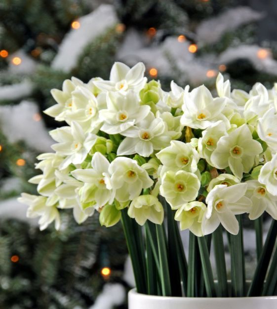 Paper White Bulbs