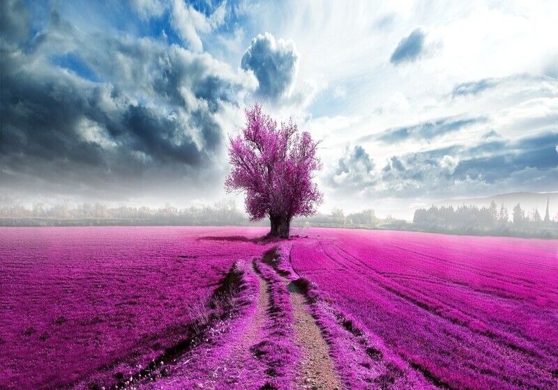 Lavendel