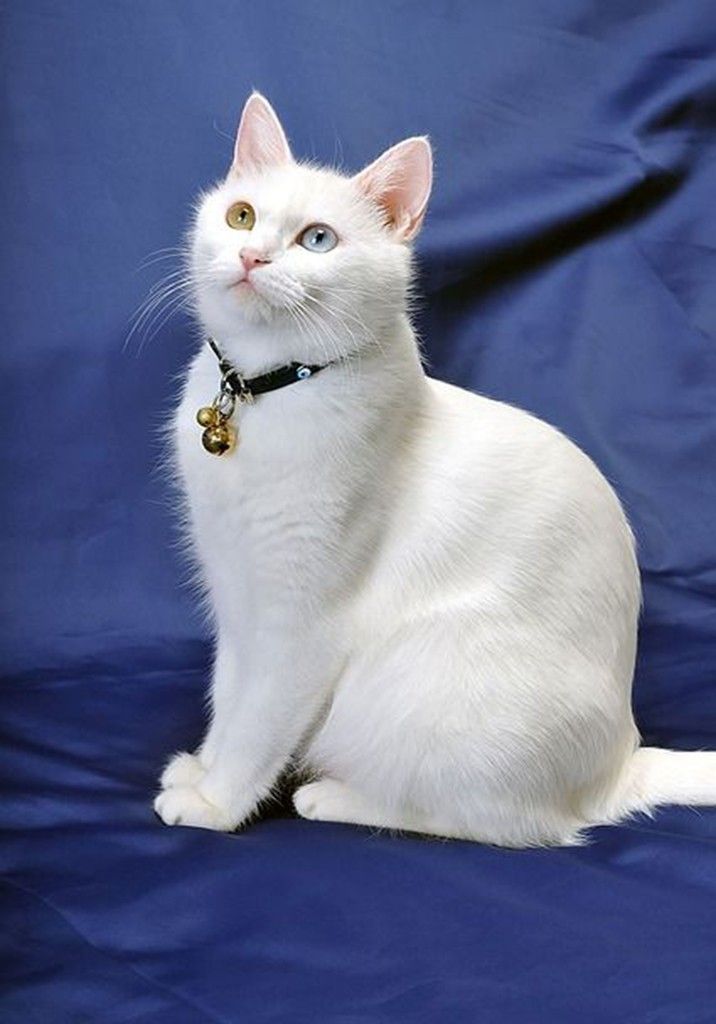 White cat