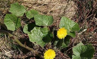 Coltsfoot 54g
