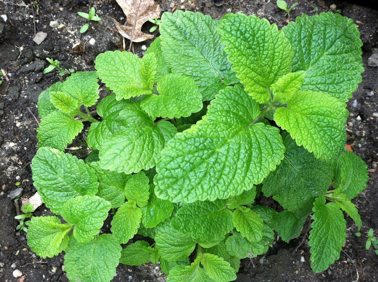 Lemon Balm 27g