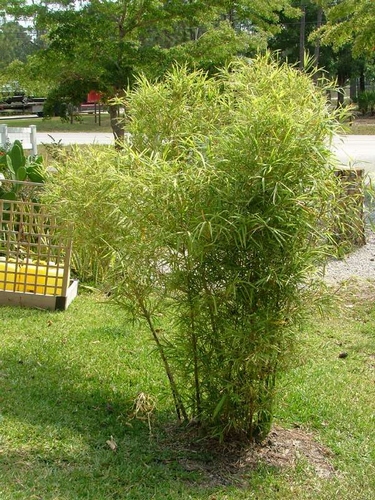 Bambusa Glaucophylla - Malay Dwarf Variegated Bamboo 7 Gallon