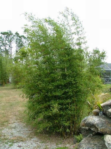 Bambusa Textilis var. Gracilis - Graceful Bamboo 30 gallon