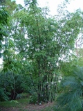 Bambusa lako
