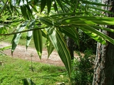 Bambusa suberecta &#39;Jesse Durko&#39;