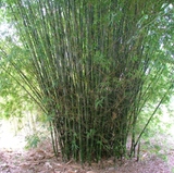 Bambusa malingensis