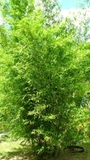 Bambusa gibba