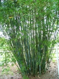 Bambusa chungii &#39;barbelatta&#39;