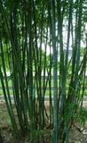 Bambusa chungii