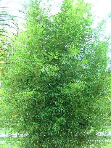 Bambusa Eutuldoides &#39;Viridi-Vittata&#39; - Asian Lemon Bamboo 15 Gallon