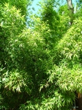 Bambusa boniopsis