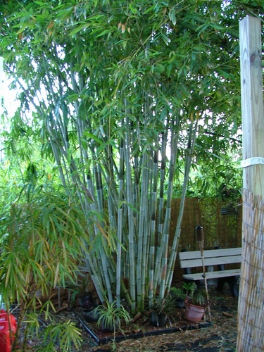 Dendrocalamus Minor Amoenus - Angel Mist Bamboo 7 gallon