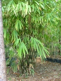 Bambusa luteostriata