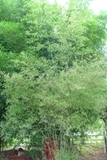 Thyrsostachys oliveri
