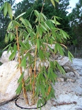 Schizostachyum brachycladum