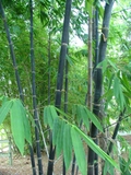 Gigantochloa atroviolacea
