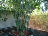 Dendrocalamus minor &#39;amoenus&#39;