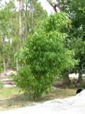 Dendrocalamus brandisii