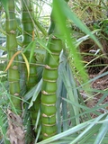 Bambusa vulgaris &#39;wamin striata&#39;